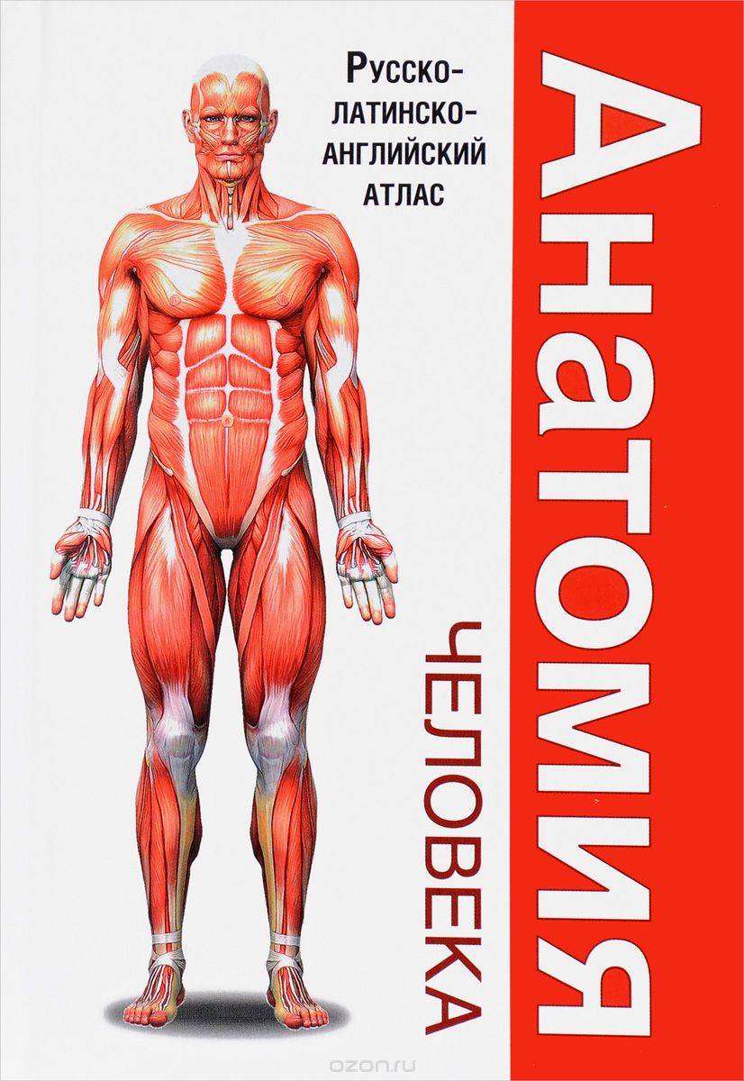 Скачать книгу "Анатомия человека. Русско-латинско-английский атлас, Л. Н. Палычева, Н. В. Лазарев"