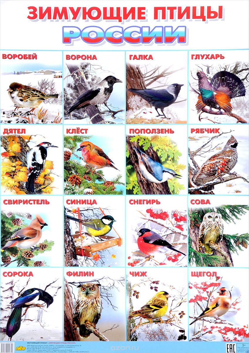 Скачать книгу "Зимующие птицы России. Плакат"
