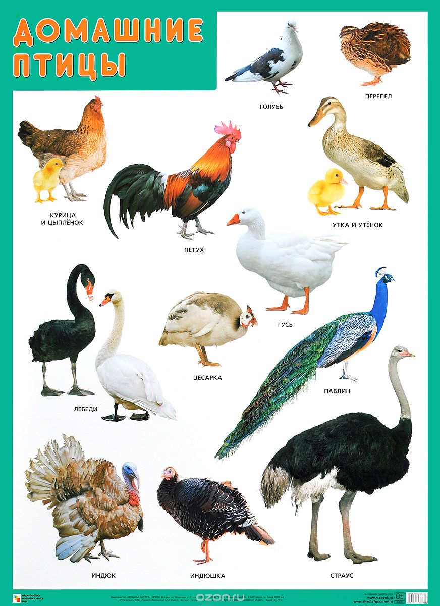 Домашние птицы. Плакат
