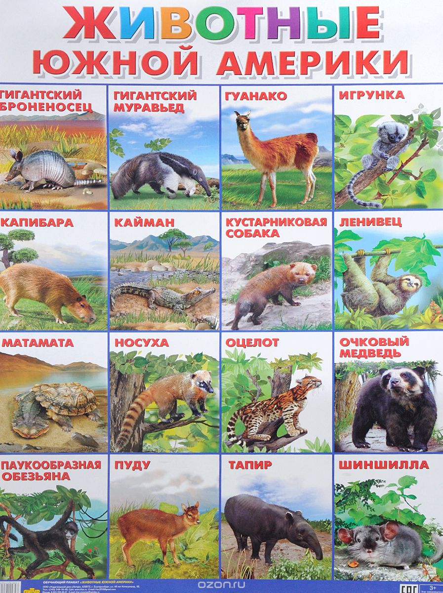 Скачать книгу "Животные Южной Америки. Плакат"